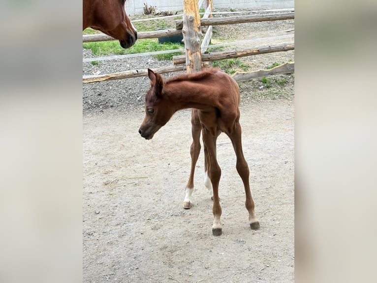 Vollblutaraber Hengst  154 cm Fliegenschimmel in Pirtendorf