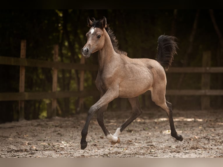 Vollblutaraber Hengst Fohlen (04/2025) 154 cm Schimmel in Reichshof
