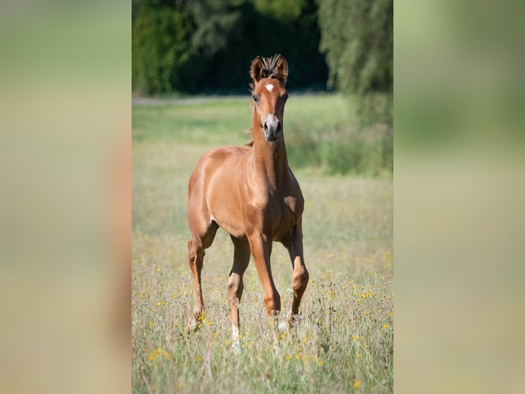 Vollblutaraber Hengst Fohlen (04/2026) 155 cm Brauner in Gemünden (Felda)