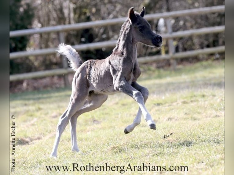 Vollblutaraber Hengst  155 cm Rappe in Monheim