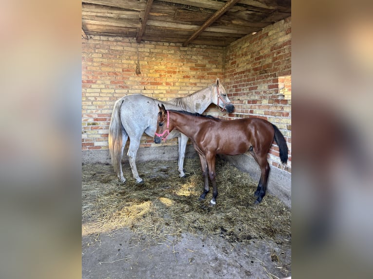 Vollblutaraber Hengst Fohlen (04/2026) 155 cm Rotbrauner in Szepietowo