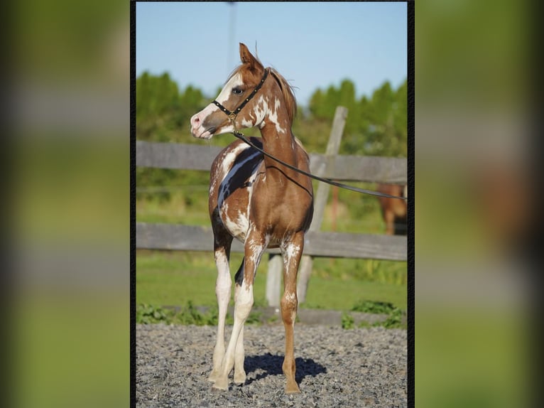 Vollblutaraber Hengst Fohlen (04/2026) 155 cm  in Papendrecht