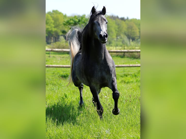 Vollblutaraber Hengst  155 cm Schimmel in Zuidveld
