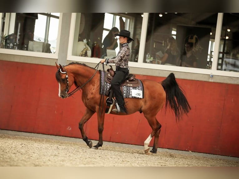 Vollblutaraber Hengst  155 cm Schimmel in Zuidveld
