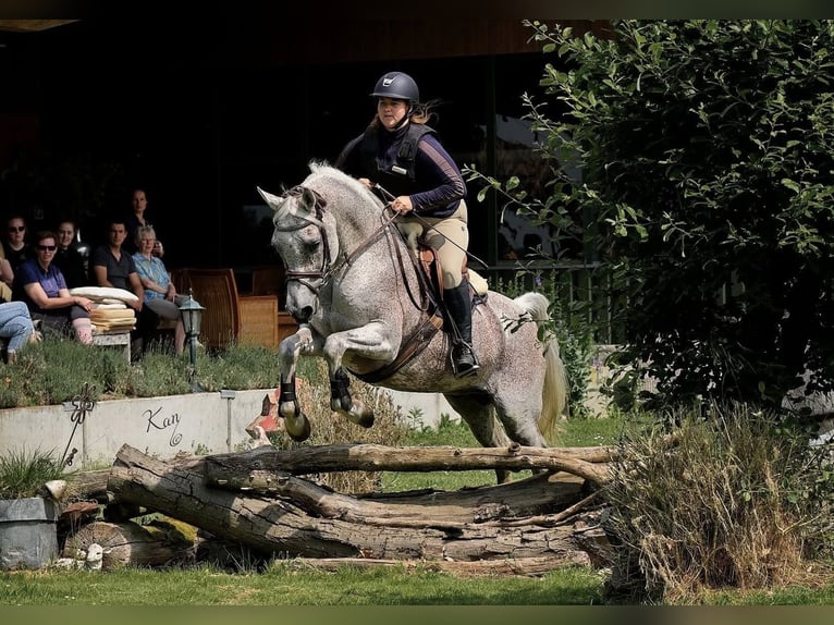 Vollblutaraber Hengst  155 cm Schimmel in Zuidveld
