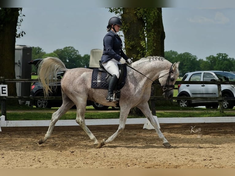 Vollblutaraber Hengst  155 cm Schimmel in Zuidveld
