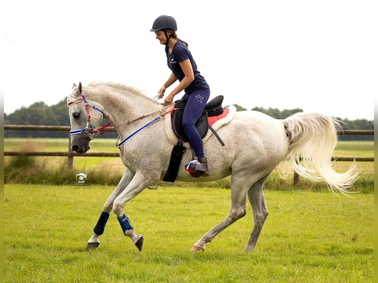 Vollblutaraber Hengst  155 cm Schimmel in Zuidveld