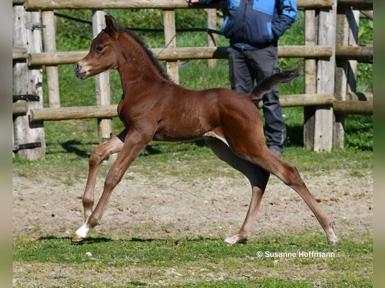 Vollblutaraber Hengst Fohlen (03/2026) 156 cm Brauner in Mörsdorf
