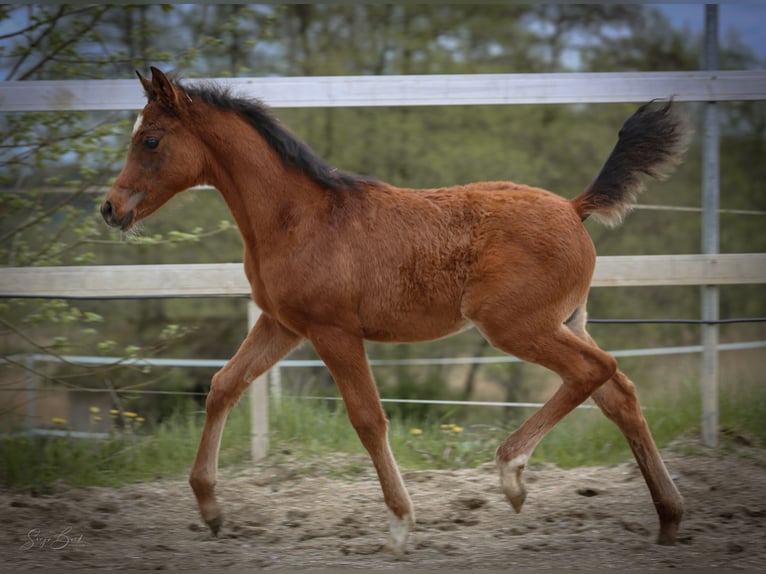 Vollblutaraber Hengst  157 cm Brauner in Johanniskirchen