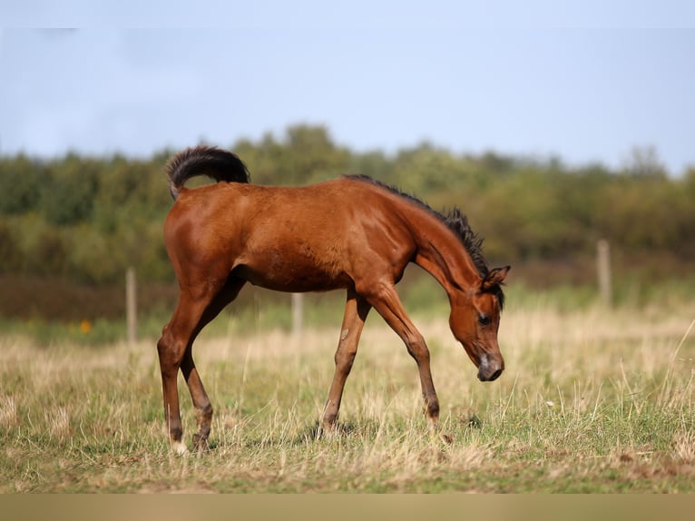Vollblutaraber Hengst Fohlen (04/2026) 157 cm Brauner in Stryków