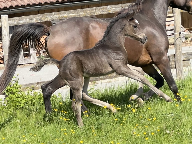 Vollblutaraber Hengst  157 cm Rappe in Tiefenbach