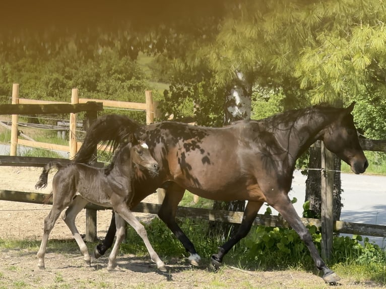 Vollblutaraber Hengst  157 cm Rappe in Tiefenbach
