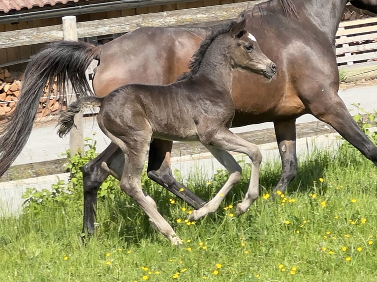 Vollblutaraber Hengst  157 cm Rappe in Tiefenbach