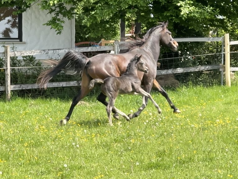 Vollblutaraber Hengst  157 cm Rappe in Tiefenbach