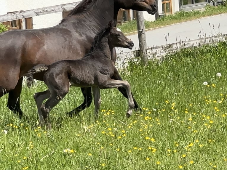Vollblutaraber Hengst  157 cm Rappe in Tiefenbach