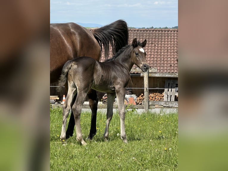 Vollblutaraber Hengst  157 cm Rappe in Tiefenbach