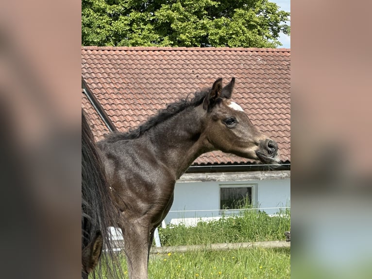Vollblutaraber Hengst  157 cm Rappe in Tiefenbach
