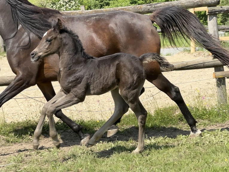 Vollblutaraber Hengst  157 cm Rappe in Tiefenbach