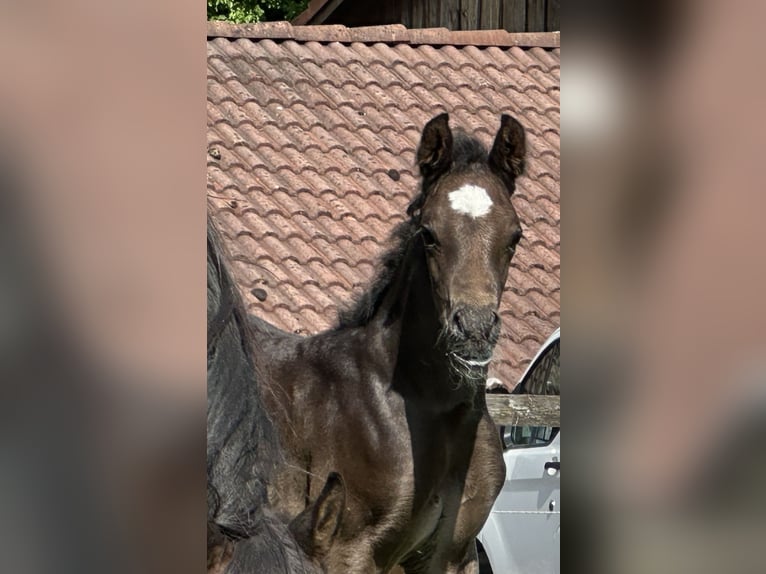 Vollblutaraber Hengst  157 cm Rappe in Tiefenbach