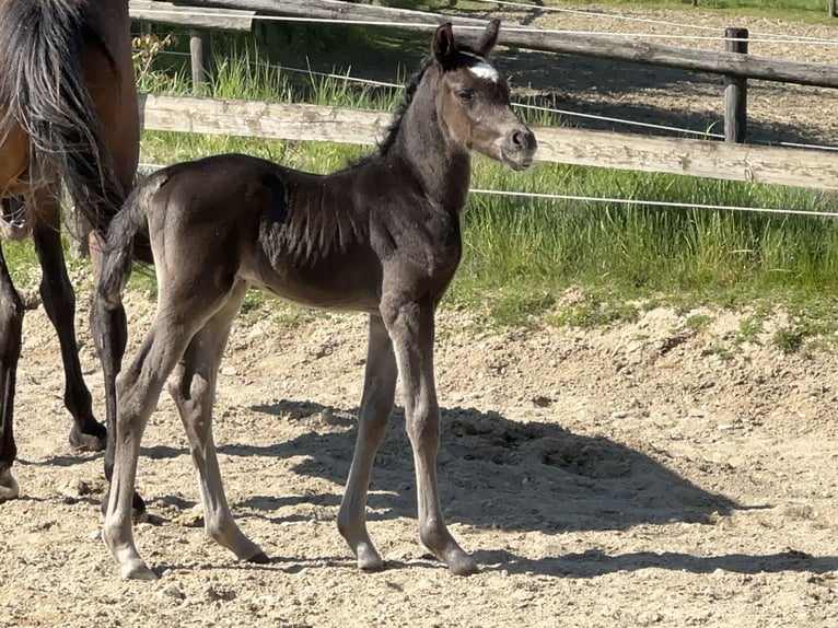 Vollblutaraber Hengst  157 cm Rappe in Tiefenbach