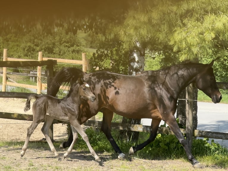 Vollblutaraber Hengst  157 cm Rappe in Tiefenbach