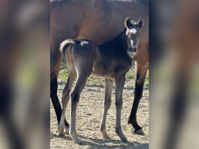 Vollblutaraber Hengst  157 cm Rappe in Tiefenbach