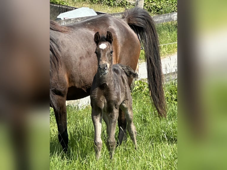 Vollblutaraber Hengst  157 cm Rappe in Tiefenbach