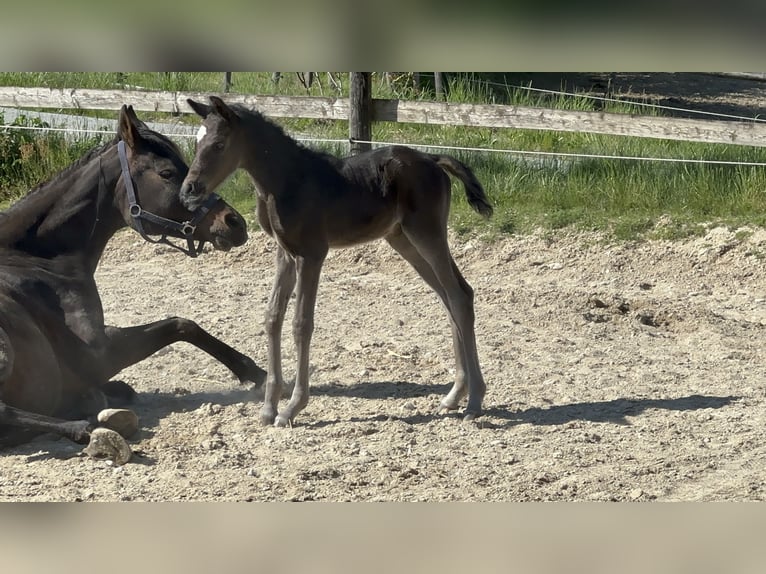 Vollblutaraber Hengst  157 cm Rappe in Tiefenbach