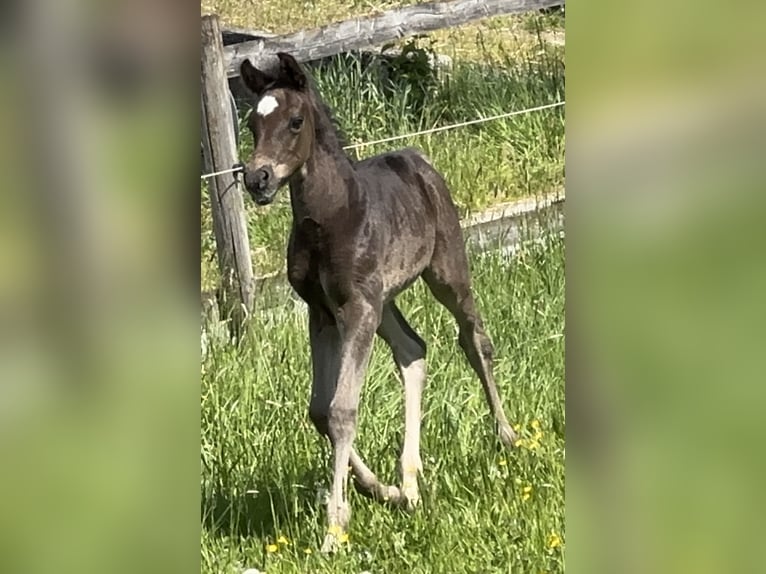 Vollblutaraber Hengst  157 cm Rappe in Tiefenbach