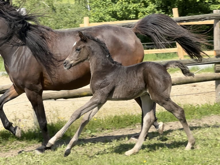 Vollblutaraber Hengst  157 cm Rappe in Tiefenbach