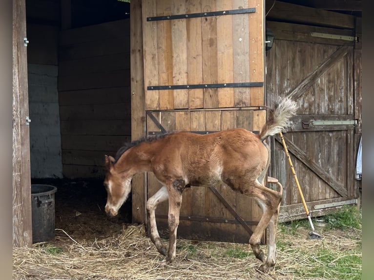 Vollblutaraber Hengst  Fuchs in Fosdinovo