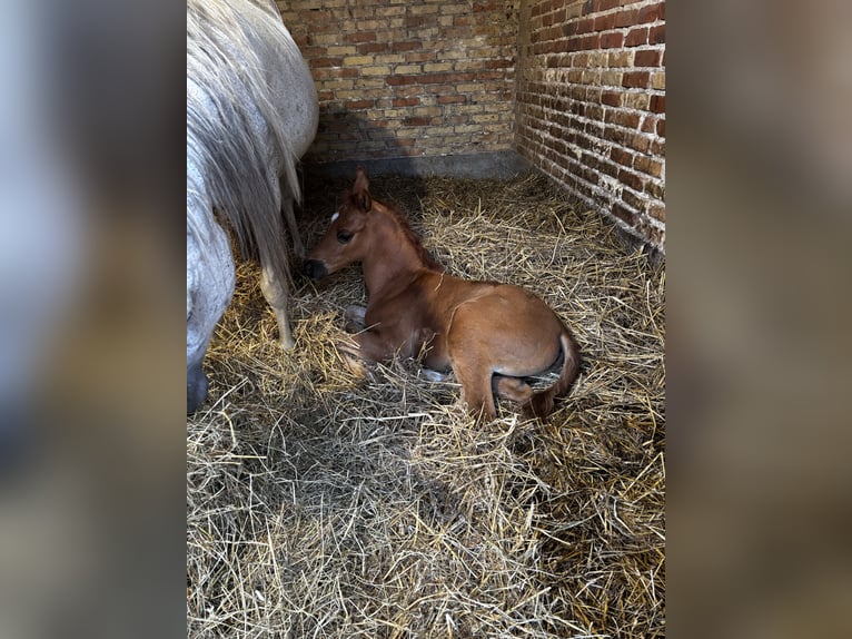 Vollblutaraber Hengst  Fuchs in Szepietowo