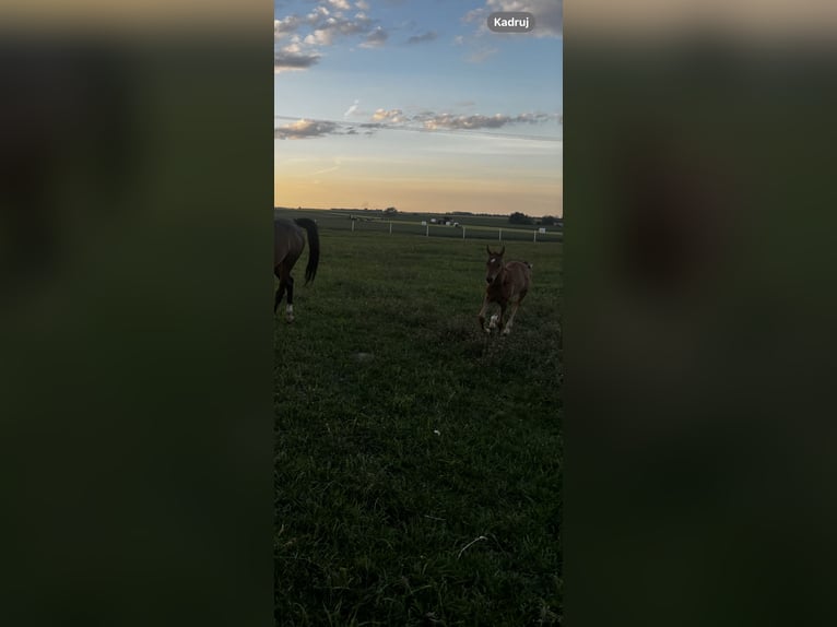 Vollblutaraber Hengst  Fuchs in Szepietowo