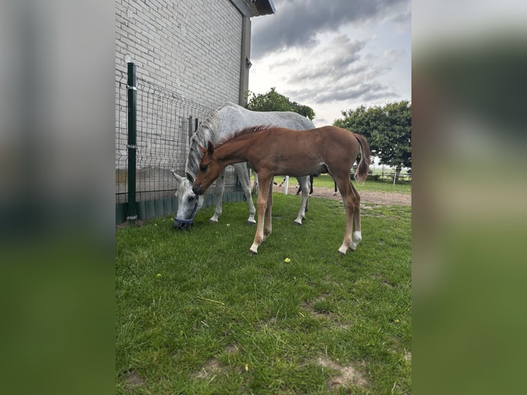 Vollblutaraber Hengst  Fuchs in Szepietowo