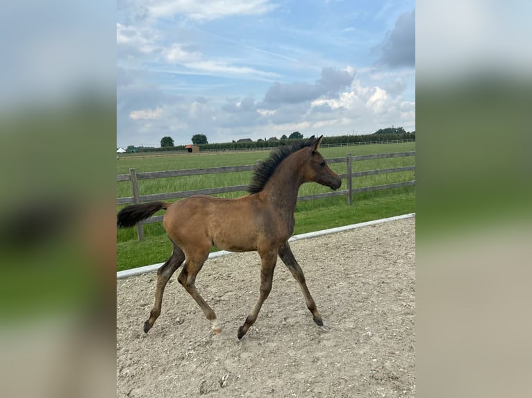 Vollblutaraber Hengst Fohlen (04/2025) Kann Schimmel werden in Herk-De-Stad