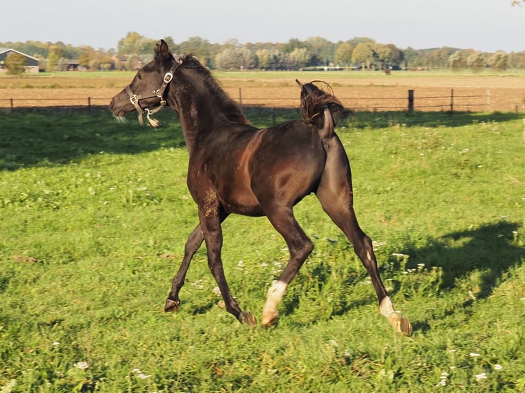 Vollblutaraber Hengst Fohlen (04/2026) Rappe in Baak
