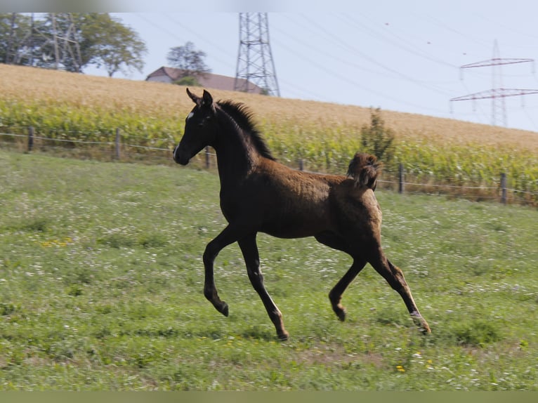 Vollblutaraber Hengst Fohlen (05/2026) Rappe in Wallsee
