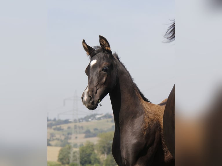 Vollblutaraber Hengst Fohlen (05/2026) Rappe in Wallsee