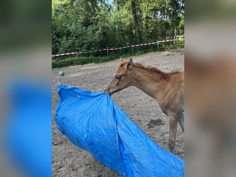 Vollblutaraber Hengst Fohlen (06/2026) Schimmel in Emst