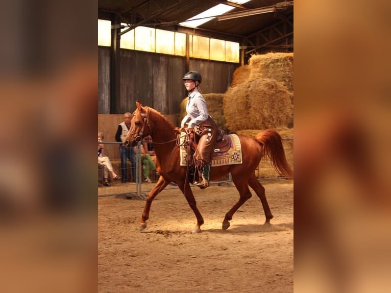 Vollblutaraber Hengst Fuchs in Arenrath