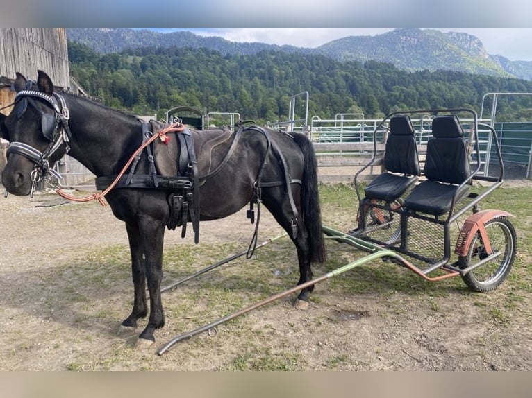Vollblutaraber Hengst Rappe in Kramsach