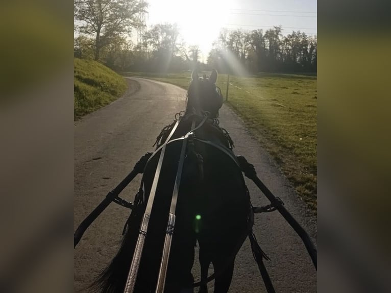 Vollblutaraber Hengst Rappe in Kramsach