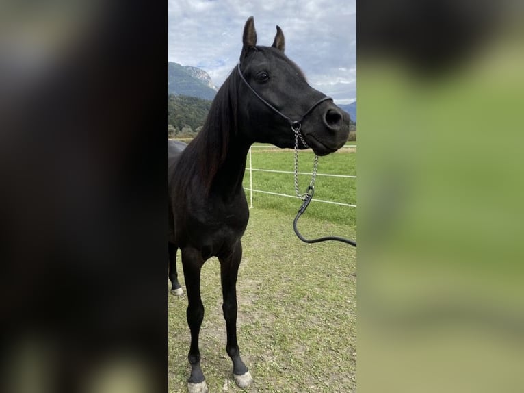 Vollblutaraber Hengst Rappe in Kramsach