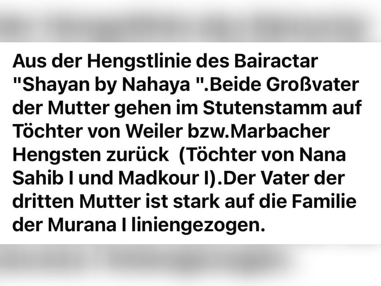 Vollblutaraber Hengst Rappe in Kramsach