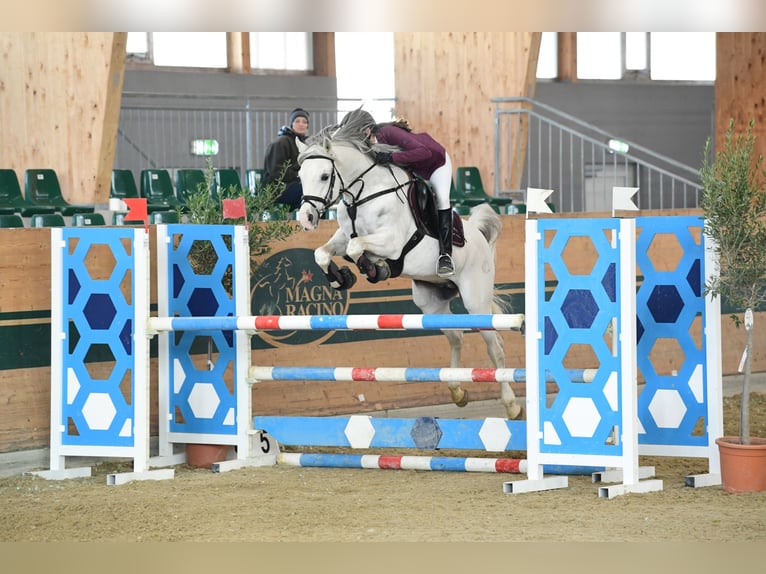 Vollblutaraber Hengst in S&#xF6;ll