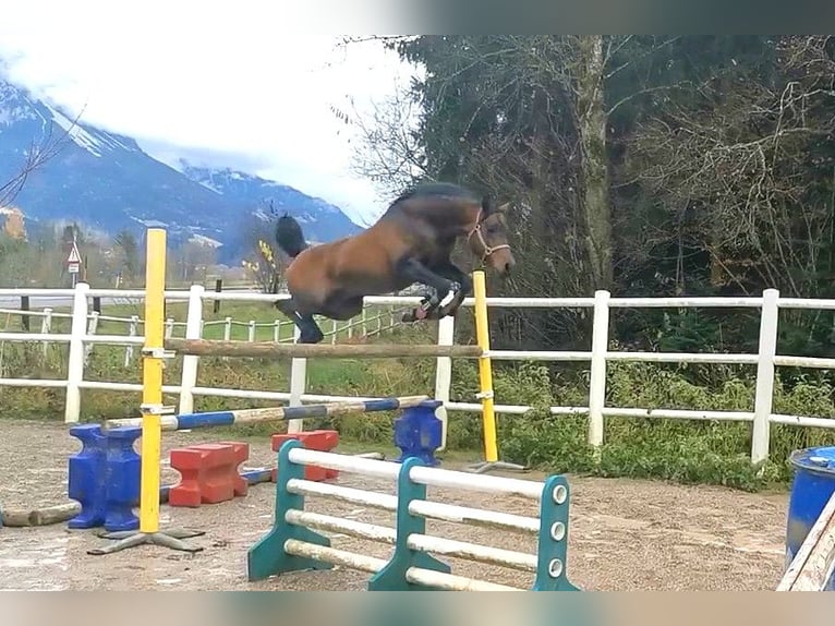 Vollblutaraber Hengst in S&#xF6;ll