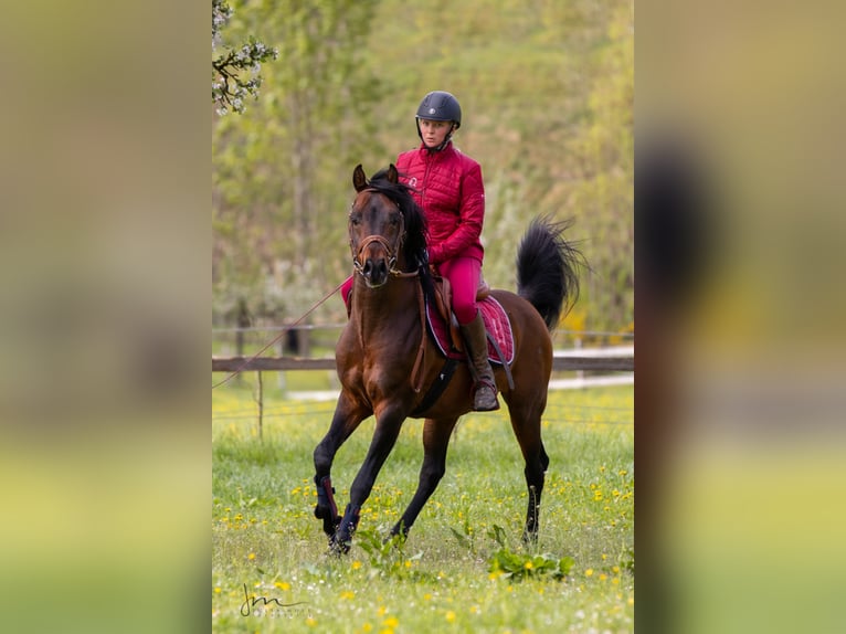 Vollblutaraber Hengst in S&#xF6;ll