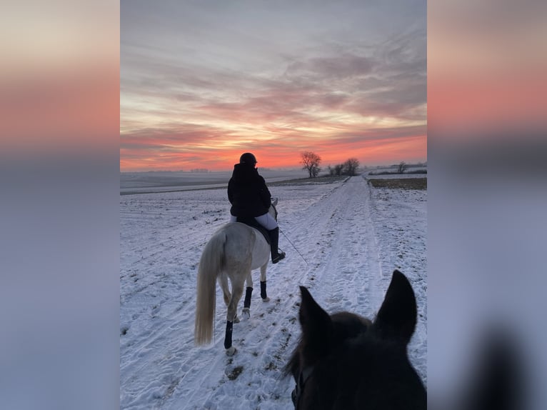 Vollblutaraber Stute 10 Jahre 140 cm Fliegenschimmel in Scheibenhardt