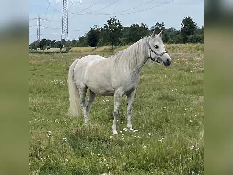 Vollblutaraber Stute 10 Jahre 140 cm Fliegenschimmel in Scheibenhardt