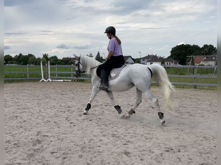 Vollblutaraber Stute 10 Jahre 140 cm Fliegenschimmel in Scheibenhardt